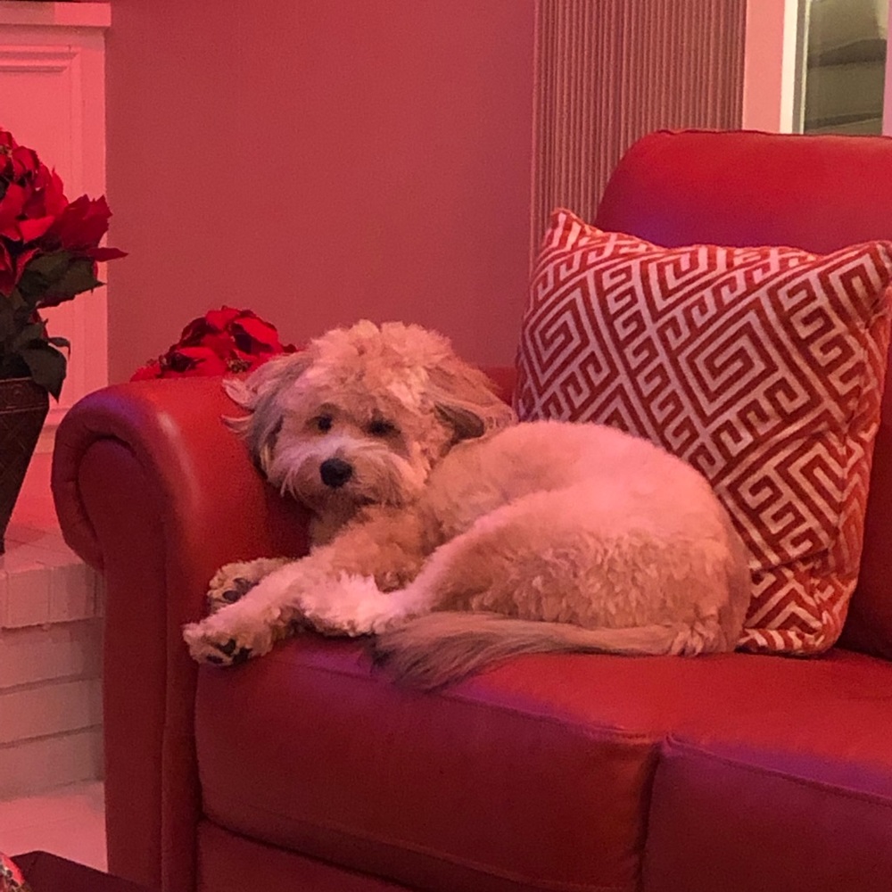 Meet your Posher, Ven